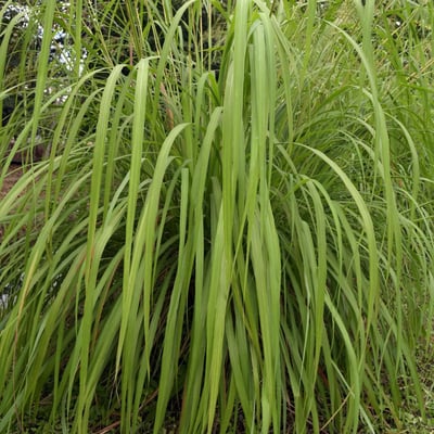 Cymbopogon nardus