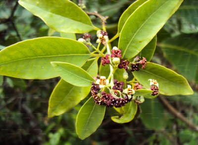 Pterocarpus santalinus