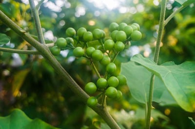 Solanum torvum