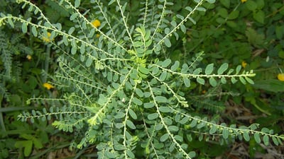 Phyllanthus amarus