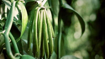 Vanilla fragrans