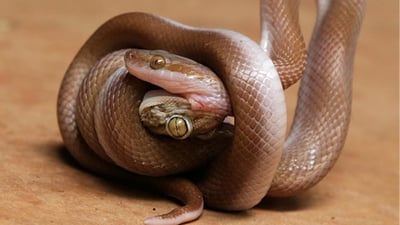 Jan's Worm Snake