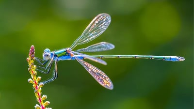 Dragonflies