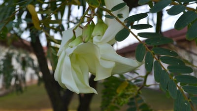 Hummingbird tree \'Kathurumurunga\'
