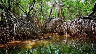 Kadolana