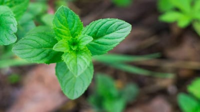 Mentha arvensis var. javanica (Oduthalan,??????)