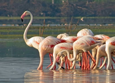 Flamingo