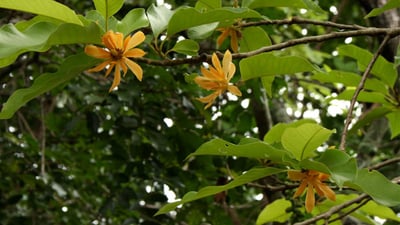 Michelia champaca  var. champaca