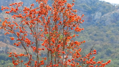 Butea monosperma