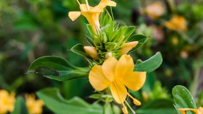 Barleria prionitis