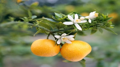 Citrus aurantium