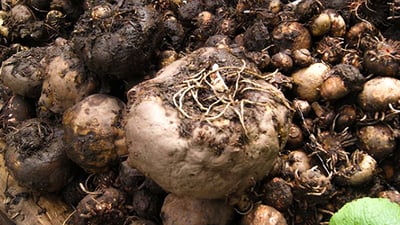 Elephant Foot Yam