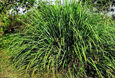Lemongrass and Citronella