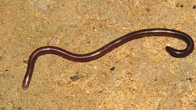 Brahminy Blind Snake