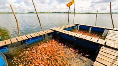 Fish Spa