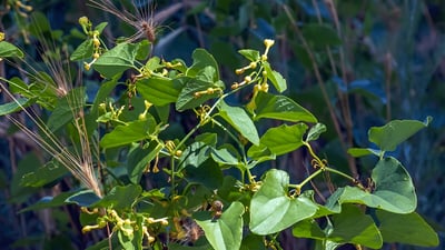 Aristolochia bracteolata