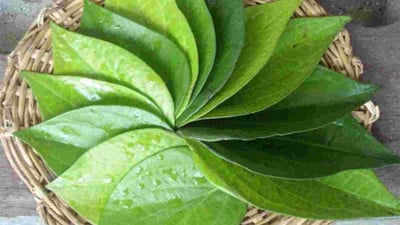 Betel Leaves