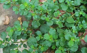 Boerhavia diffusa