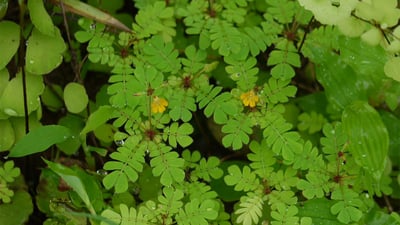 Biophytum reinwardtii
