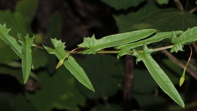 Merremia tridentata