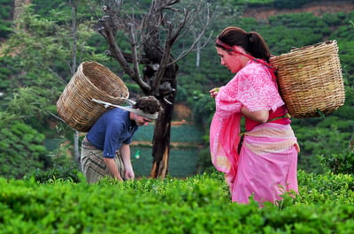 Tea Tours