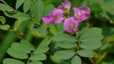 Tephrosia purpurea