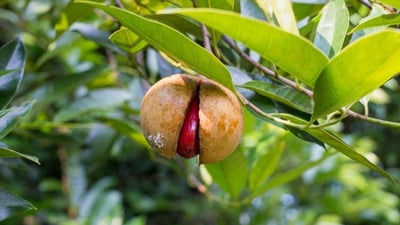 Myristica fragrans
