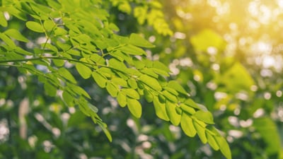 Moringa oleifera