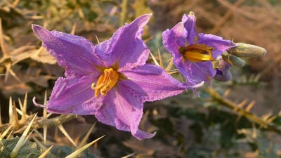Solanum virginianum