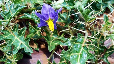 Solanum virginianum
