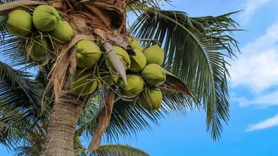 Cocos nucifera