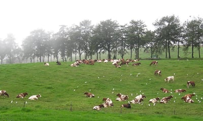 Ambewela Farm