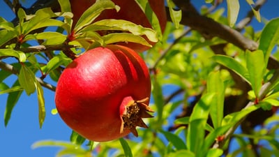 Punica granatum; Delum