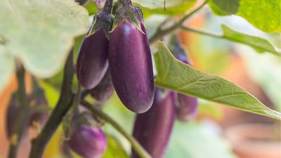Solanum melongena