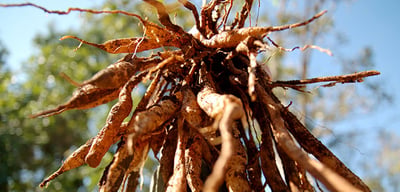Asparagus racemosus