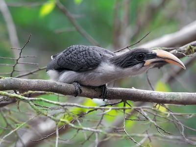 Ceylon Grey Hornbill