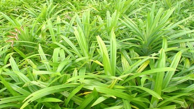 Pandanus amaryllifolius