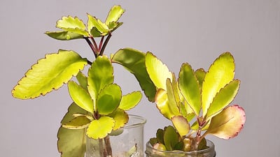 Kalanchoe pinnata