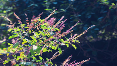 Ocimum tenuiflorum