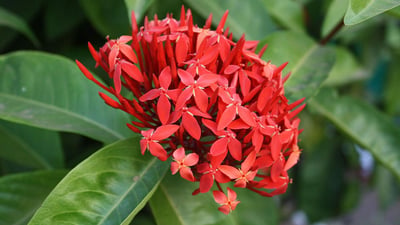 Ixora coccinea