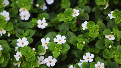 Bacopa monnieri
