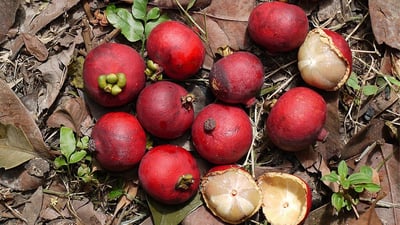 Garcinia