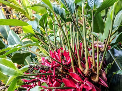 Alpinia Calearta