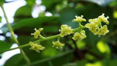 Tinospora cordifolia