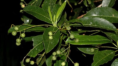 Acronychia pedunculata