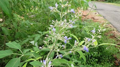 Vitex negundo