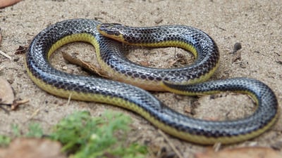 Deraniyagala's Shieldtail