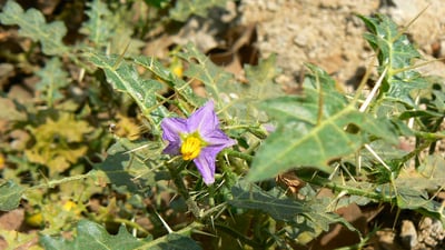 Solanum virginianum