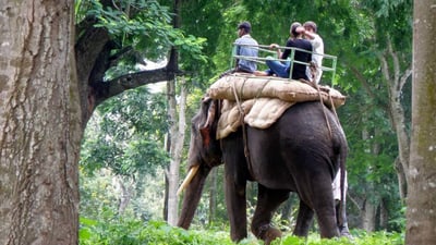 Elephant Riding