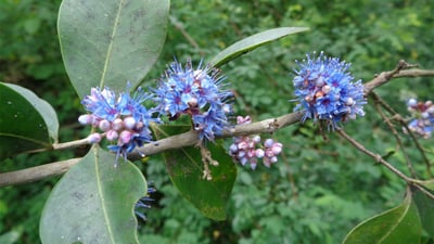 Memecylon capitellatum